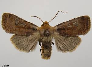 C.erythrocephala_3