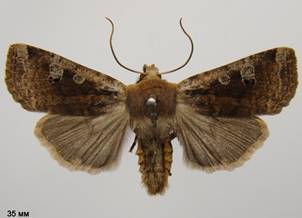C.erythrocephala_5