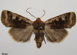 C.erythrocephala_6
