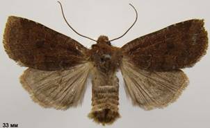 C.ligula
