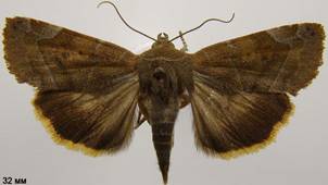 C.affinis