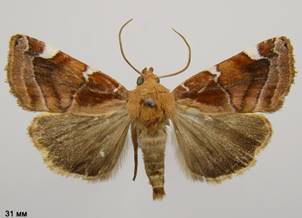 C.diffinis
