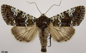 C.gemmea
