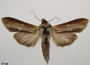 C.asteris_3