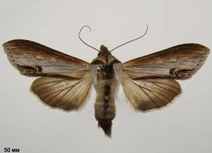 C.asteris_4