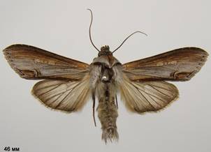 C.asteris_5