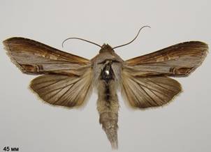 C.asteris_6