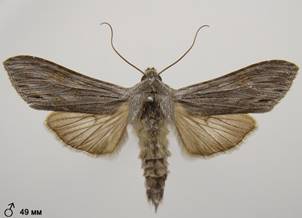 C.lucifuga_6