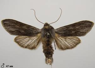 C.lucifuga_8