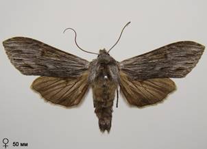 C.lucifuga_10