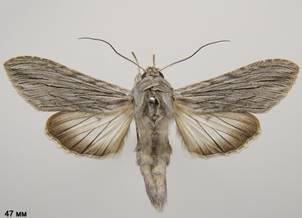 C.tanaceti_2