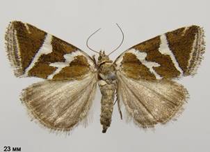 D.bankiana_1