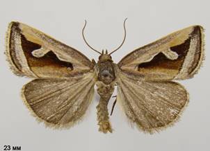 D.uncula_1