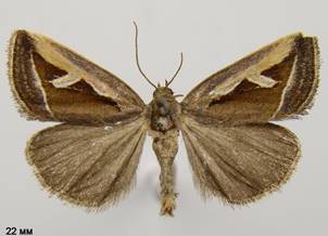 D.uncula_2