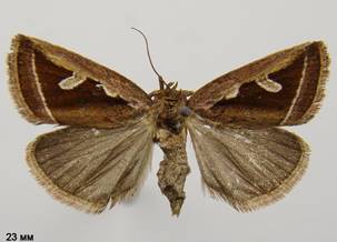 D.uncula_3
