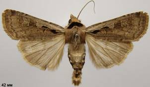 D.flammatra