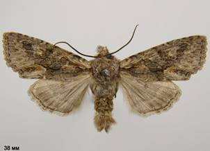 D.convergens