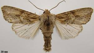 E.conspicillaris_5