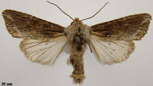E.conspicillaris_9