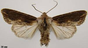 E.conspicillaris_4