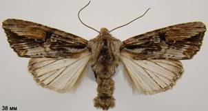 E.conspicillaris_7