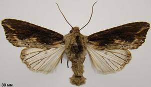 E.conspicillaris_10