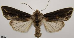 E.conspicillaris_3