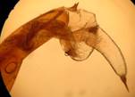 E.conspicillaris_seria_1_18.04.13_ed
