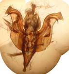 E.conspicillaris_seria_1_18.04.13_gen