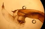 E.conspicillaris_seria_2_18.04.13_ed
