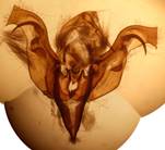 E.conspicillaris_seria_2_18.04.13_gen