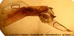 E.conspicillaris__3