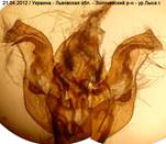 E.conspicillaris__3
