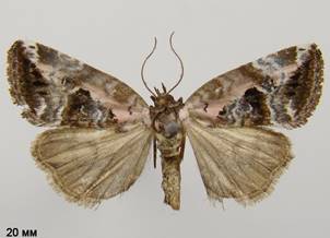 E.venustula_2