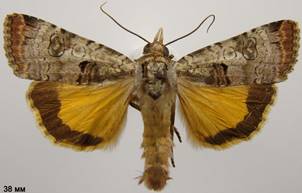 E.linogrisea_1
