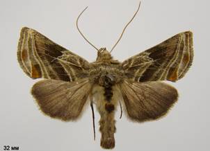 E.modestoides