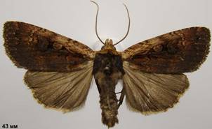 E.sigma_2