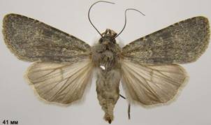 E.birivia_2