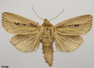 G.sparganii_4