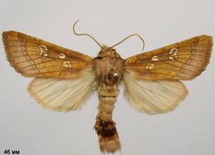 G.borelii_2