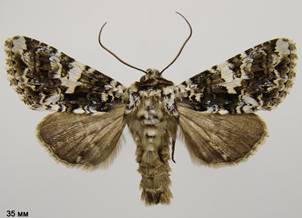 H.confusa_2