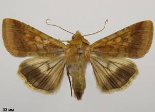 H.armigera_9