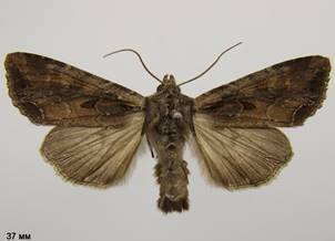 L.suasa_3