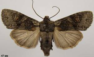 L.consocia_1