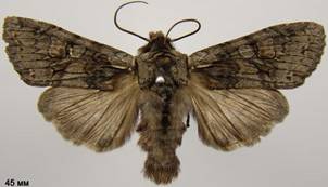 L.consocia_2