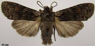 L.consocia_3