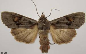 L.furcifera