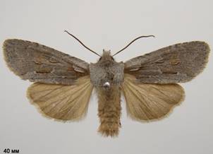 L.lamda