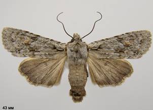 L.ornitopus_109