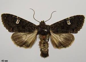 M.persicariae_1